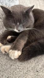 Lost Male Cat last seen Chatham Grove, Medway, England ME4