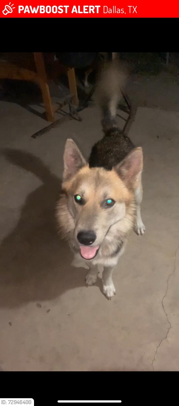 Lost Male Dog last seen Ewing, overton, Dallas, TX 75216