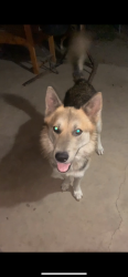 Lost Male Dog last seen Ewing, overton, Dallas, TX 75216