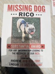 Lost Male Dog last seen North beach and western center, Fort Worth, TX 76137