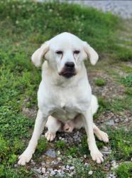 Shelter Stray Male Dog last seen Near N ASHTON DR LIBERTY, SC 29657, PICKENS COUNTY, SC, Pickens, SC 29671