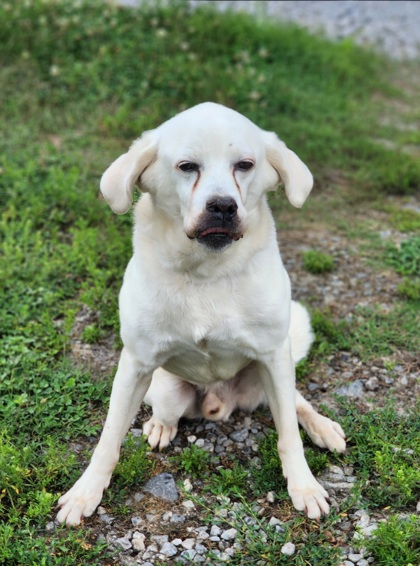 Shelter Stray Male Dog last seen Near N ASHTON DR LIBERTY, SC 29657, PICKENS COUNTY, SC, Pickens, SC 29671