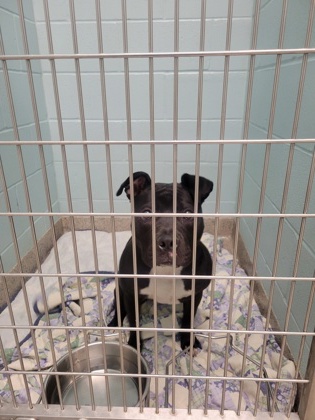 Shelter Stray Female Dog last seen Fishers, IN 46037, Fishers, IN 46038