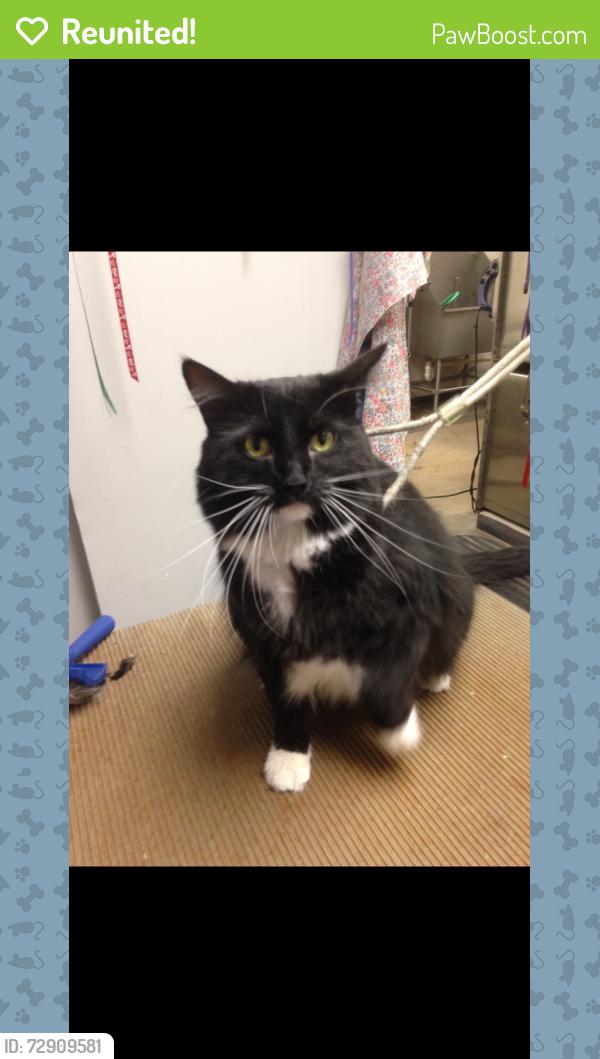 Reunited Male Cat last seen Highway W, Smithville, MO 64089