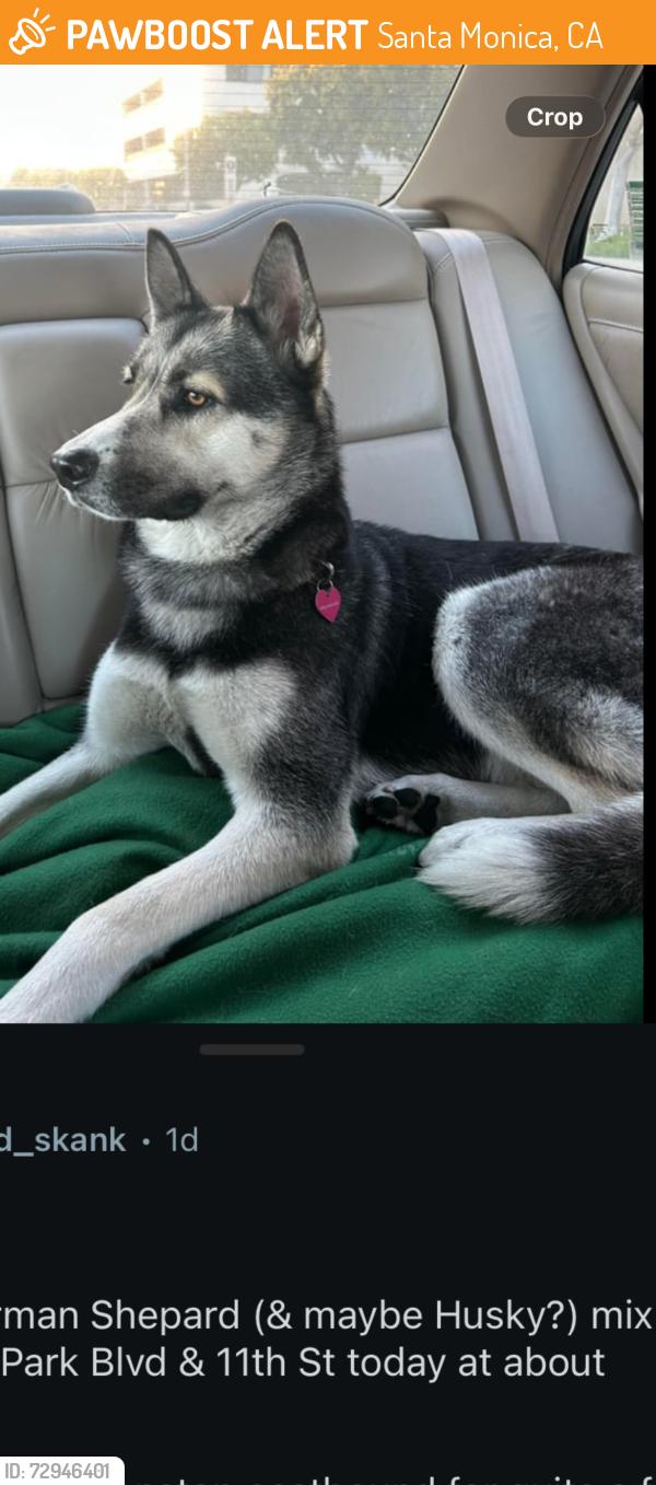Found/Stray Female Dog last seen 11th and Ocean Park, Santa Monica, CA 90405