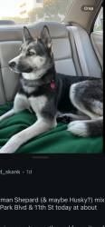 Found/Stray Female Dog last seen 11th and Ocean Park, Santa Monica, CA 90405