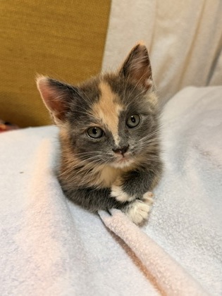 Shelter Stray Female Cat last seen Atlanta, GA 30331, Atlanta, GA 30336