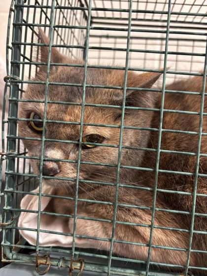 Shelter Stray Female Cat last seen Knoxville, TN 37918, Knoxville, TN 37919