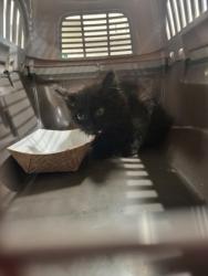 Shelter Stray Unknown Cat last seen Atlanta, GA 30326, Atlanta, GA 30336
