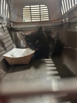 Shelter Stray Unknown Cat last seen Atlanta, GA 30326, Atlanta, GA 30336