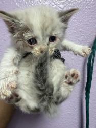 Shelter Stray Female Cat last seen Near DEVON AVE, EL PASO, TX, 79924, CITY of El Paso, TX, Fort Bliss, TX 79906