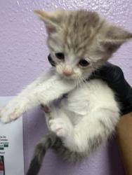 Shelter Stray Female Cat last seen Near DEVON AVE, EL PASO, TX, 79924, CITY of El Paso, TX, Fort Bliss, TX 79906