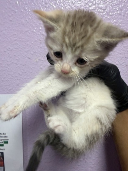 Shelter Stray Female Cat last seen Near DEVON AVE, EL PASO, TX, 79924, CITY of El Paso, TX, Fort Bliss, TX 79906