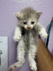 Shelter Stray Female Cat last seen Near DEVON AVE, EL PASO, TX, 79924, CITY of El Paso, TX, Fort Bliss, TX 79906