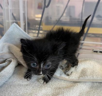 Shelter Stray Male Cat last seen Near EAGLESTONE WAY, EL PASO, TX, 79925, CITY of El Paso, TX, Fort Bliss, TX 79906