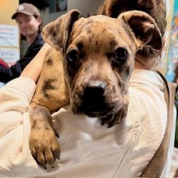 Shelter Stray Male Dog last seen Oakland, CA 94607, Oakland, CA 94601