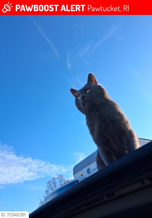 Lost Male Cat last seen Kenyon/Snow Street Pawtucket , Pawtucket, RI 02861