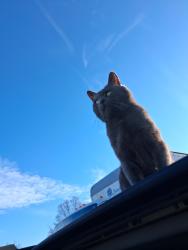 Lost Male Cat last seen Kenyon/Snow Street Pawtucket , Pawtucket, RI 02861