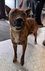 Shelter Stray Female Dog last seen New Bern, NC 28560, New Bern, NC 28562