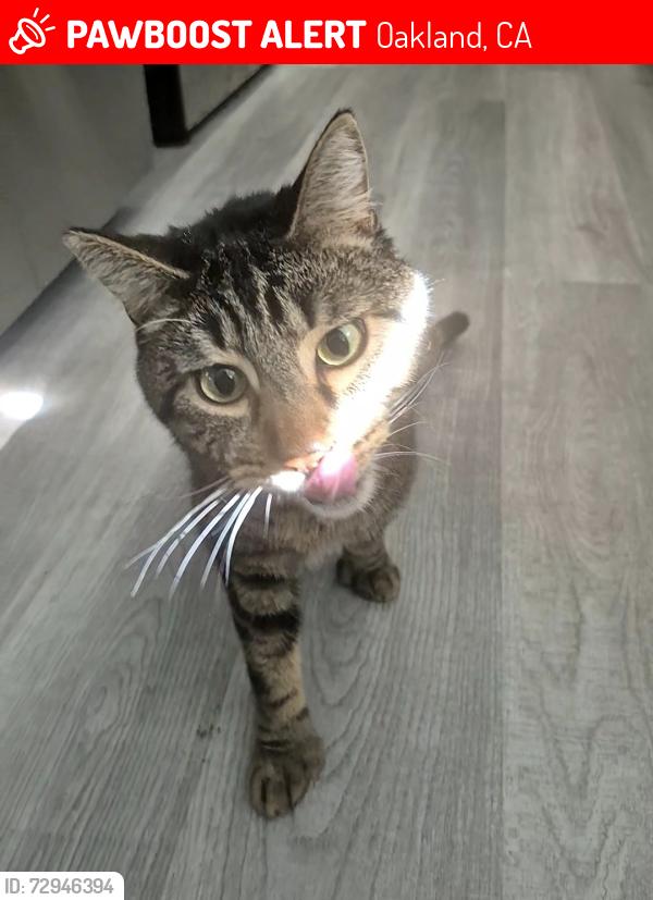 Lost Male Cat last seen Near Vernon St APT 112, Oakland, CA 94610