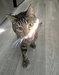 Lost Male Cat last seen Near Vernon St APT 112, Oakland, CA 94610