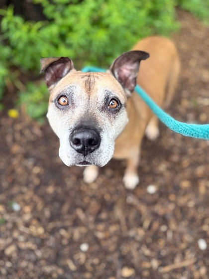 Shelter Stray Female Dog last seen Near N Broadway, 21205, MD, Baltimore, MD 21230