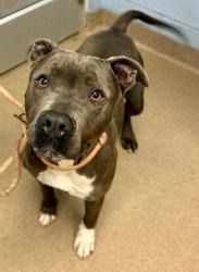 Shelter Stray Male Dog last seen , GA , Atlanta, GA 30341