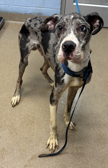 Shelter Stray Male Dog last seen Near Wesley Chapel Rd, Decatur, GA 30035, 30035, GA, Atlanta, GA 30341