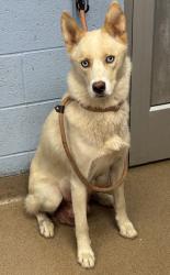 Shelter Stray Female Dog last seen Near Commons Cir Atlanta, 30341, 30341, GA, Atlanta, GA 30341