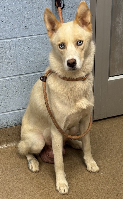 Shelter Stray Female Dog last seen Near Commons Cir Atlanta, 30341, 30341, GA, Atlanta, GA 30341