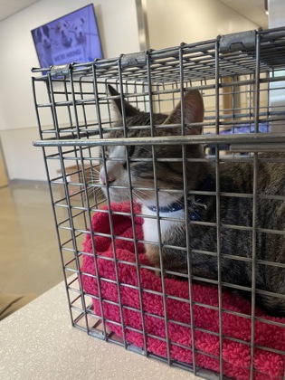 Shelter Stray Unknown Cat last seen Buffalo, NY 14219, West Seneca, NY 14224