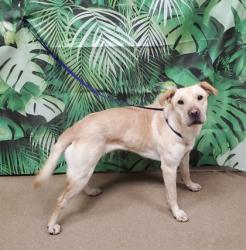 Shelter Stray Female Dog last seen Near Griffin Rd, 29627, Anderson County, SC, Anderson, SC 29622