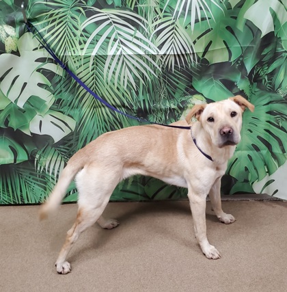 Shelter Stray Female Dog last seen Near Griffin Rd, 29627, Anderson County, SC, Anderson, SC 29622