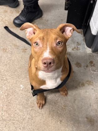 Shelter Stray Female Dog last seen Cleveland, OH 44108, Cleveland, OH 44102