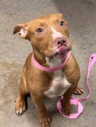 Shelter Stray Male Dog last seen Cleveland, OH 44108, Cleveland, OH 44102