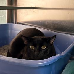 Shelter Stray Male Cat last seen Madison, WI , Madison, WI 53718