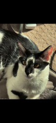 Reunited Male Cat last seen He left when I didn't close the door. I think maybe someone saw him in our hse., Hillsborough Township, NJ 08844