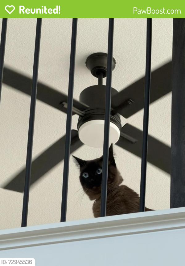 Reunited Male Cat last seen Gladeside Ave & Sorrel Mews, Frisco, TX 75034
