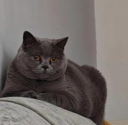 Reunited Female Cat last seen Orchard Mill, Kent, England ME20 6ZL