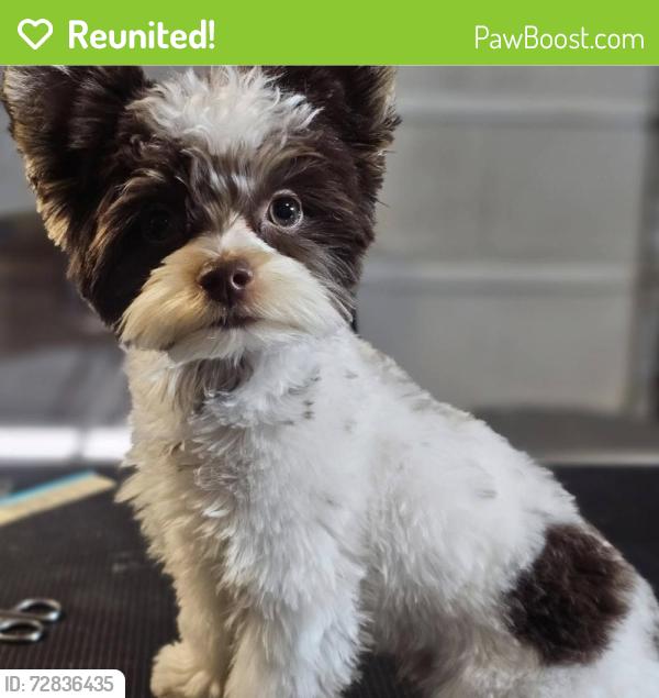 Reunited Male Dog last seen Ivanhoe, El Paso, TX 79936