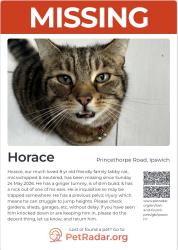 Lost Male Cat last seen Close to Ipswich hospital, Suffolk, England IP3 8NY