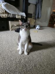 Lost Female Cat last seen Moss Grove Plantation , Moncks Corner, SC 29461