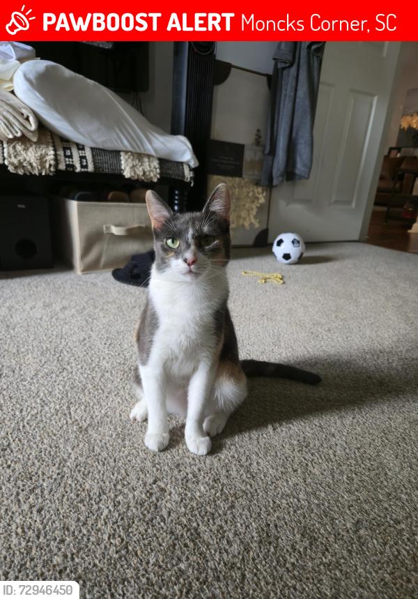 Lost Female Cat last seen Moss Grove Plantation , Moncks Corner, SC 29461