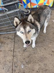 Found/Stray Unknown Dog last seen Superior , Baldwin Park, CA 91706