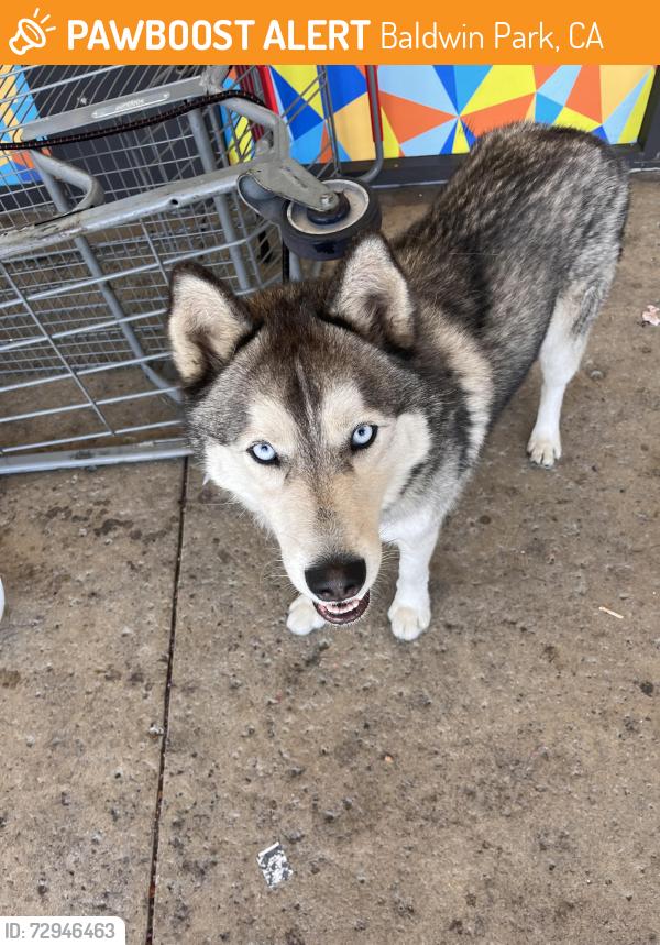 Found/Stray Unknown Dog last seen Superior , Baldwin Park, CA 91706