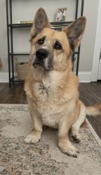 Reunited Male Dog last seen Dollar General on Lemon Springs Road, Sanford, NC 27332