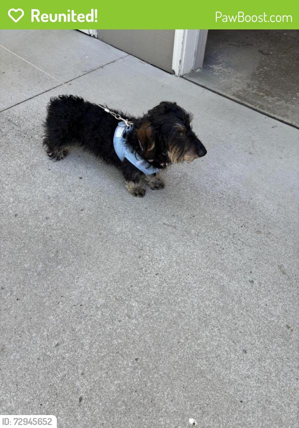 Reunited Male Dog last seen Van and Hilltop Drive, Poland Township, OH 44514