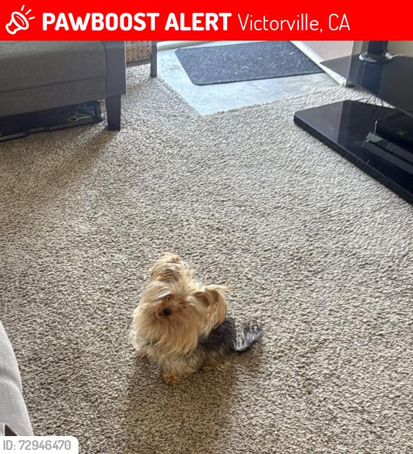 Lost Male Dog last seen la paz dr y lorene dr, Victorville, CA 92395