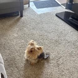 Lost Male Dog last seen la paz dr y lorene dr, Victorville, CA 92395