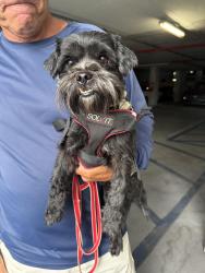 Found/Stray Female Dog last seen 8th Street and 57th , Coral Gables, FL 33134